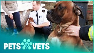 Dogs In Terrible Conditions And Escaping House Fires  The Dog Rescuers Compilation  Pets amp Vets [upl. by Agostino]