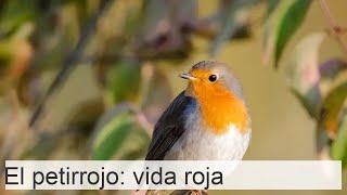 El petirrojo curiosidades sobre la vida del pájaro de pecho rojo [upl. by Truelove]