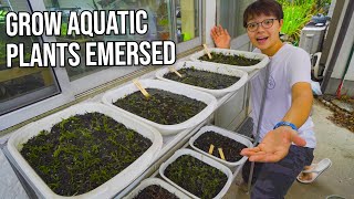 Setting Up Emersed Aquatic Plant Farm [upl. by Enelad331]