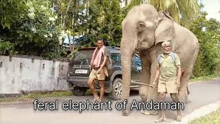 feral elephant of Andaman and Nicobar Islands  ferrargunj Village view  hathi Mera sathi 😍 [upl. by Anisah74]