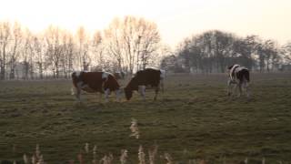 Kuhler Spaß am Abend [upl. by Hadihahs]