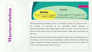 Microevolution VS Macroevolution [upl. by Ailedo]