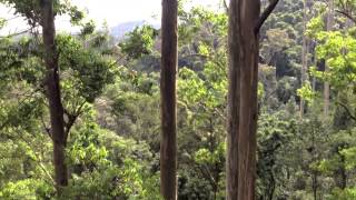 81m Gum Tree [upl. by Atinra]