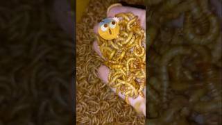 Edible larvae rearing process  Would You Eat Mealworms shorts [upl. by Marler]