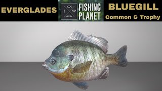 Fishing Planet Everglades Bluegill Common amp Trophy [upl. by Leclair]