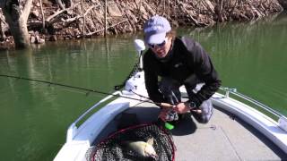 Social Fishing  Fishing Lake Eildon Hopping the Banks for Golden Perch [upl. by Broder39]