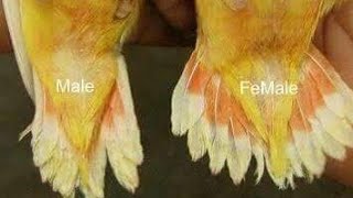 3 Main male female difference between love birds [upl. by Schurman]