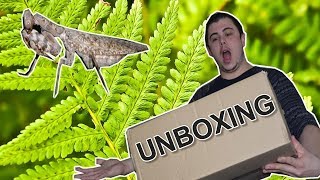 Unboxing  De nouveaux spécimens [upl. by Emorej]