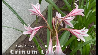 Crinum Lily Bulb Separation and Replanting [upl. by Nole]