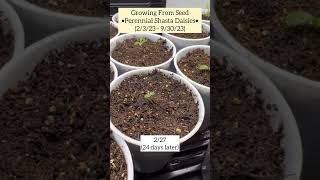 UPDATE Growing Perennial Shasta Daisies From Seed 232393023 🌱 Crochet Garden Repeat [upl. by Comptom]