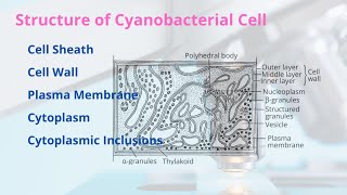 Structure of Cyanobacterial Cell  Different Parts with Diagram  Easy Explanation [upl. by Kristin]