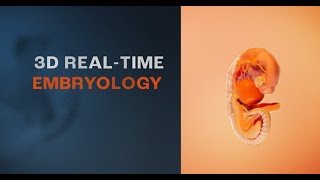 3D Realtime Embryology  Primal Pictures [upl. by Ajat61]