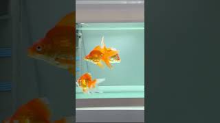 Is Quarantine REALLY Necessary for Healthy Goldfish [upl. by Alaric]