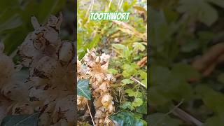 The mysterious and unusual Toothwort plant It is PARASITIC amp cant photosynthesise [upl. by Fang]