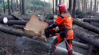 SUPER FELLING Husqvarna 572 XP Chain saw [upl. by Epp963]