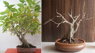 Ficus Rumphii Root Pruning and Repotting  bonsaiideas [upl. by Sellers729]