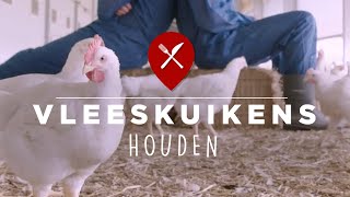 Kip in Nederland Vleeskuikens houden [upl. by Samaria140]