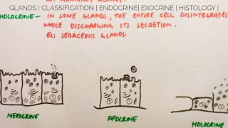 Histology of glands  Classification  Endocrine  Exocrine  med tutorials [upl. by Alarise176]