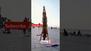 Hahaha 🤣🤣 dog show dogs funny goviral goviralshorts viralvideo fyp everyone [upl. by Namas]