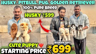 Cheapest Dogs Market In Delhi NCR  Husky German Shepherd Pitbull  Dog in 699Rs Rajender Pets [upl. by Octavius339]