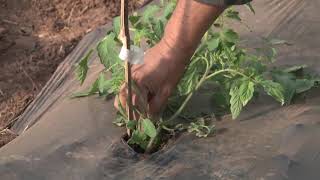 Injerto en Tomates mas producción y soluciones a enfermedades [upl. by Tali]