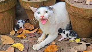 This Mother Cat Lost Her First BabiesNow She Wont Let Anyone Near Them [upl. by Gerstein252]