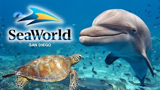 SeaWorld San Diego 2024 Guide  Top Tips Rides Shows amp Exhibits [upl. by Modestia25]