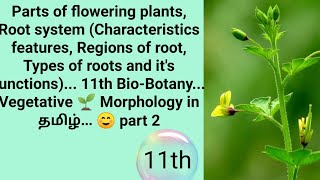 Root system 11th BioBotany Vegetative 🌱 Morphology in தமிழ் ☺ part 2 [upl. by Ephraim892]