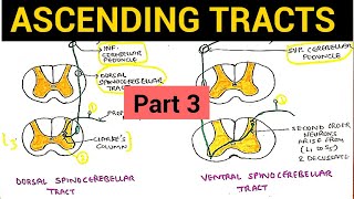 Ascending Tracts  3  Dorsal and Ventral Spinocerebellar Tract [upl. by Justen429]