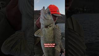 Jigging big walleye on soft plastics walleyefishing walleye jiggingmaster jigging [upl. by Aremat]