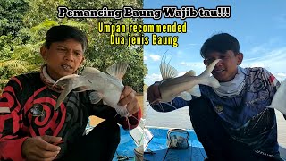 WAJIB TAU Umpan Mancing Dua Jenis Ikan Baung Di Saat Kondisi Air Yang Berbeda [upl. by Roana]