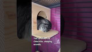 Would you just look at him Look at this cute Chinchilla He is so adorable chinchillas pets [upl. by Trebor]