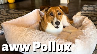 Pollux Gets a NEW BED  Maxxie is Jealous 🐾 [upl. by Foushee]