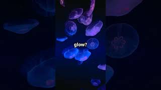 Glowing Wonders Secret World of Bioluminescent Life trendingshorts bioluminescent nature world [upl. by Mendez]