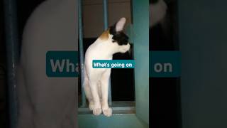 What does she do🙄 cat funny music shorts [upl. by Nnailuj]