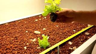 Transplant a plant into hydrotonhydroponic [upl. by Wilsey]