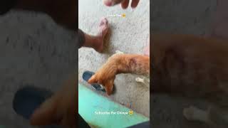 Chinya ke Moments 44 🐱 viralvideo cat chinya funnyvideos catlover [upl. by Ociram]