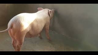 WHY PIGS NEED TO DRINK ABOUT 2to 3 litter of fresh water for piglet grower need 3 to 5 litter [upl. by Onailime]