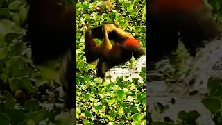 Lesser whistling ducks are in fighting mood fighting birds nature shorts shortsviral birdsound [upl. by Kimbra982]