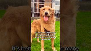 Pro tip 1 goldenretriever cutedog funnydog dogshorts [upl. by Jennine]