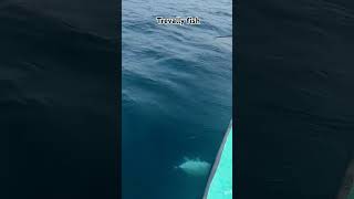 Trevally fish catchedfishingvideos fishingislife fishingadventure [upl. by Mordecai]