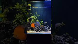 How to make fish tank at home  5ft planted tank  aquarium fish algaeeater aquascape fishtank [upl. by Aliakim]