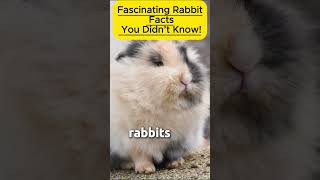 Fascinating Rabbit Facts You Didn’t KnowRabbitFacts AmazingAnimals BunnyLovers Wildlife [upl. by Normie]