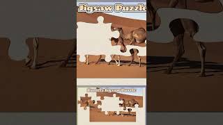 043 Camels Animal Jigsaw Puzzle [upl. by Nnyleahs]