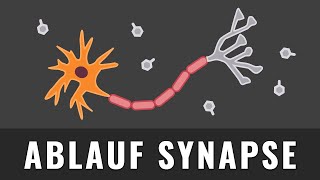 Synapse  Ablauf bei der Erregungsübertragung  Biologie  Erregende Synapsen erklärt [upl. by Cruickshank]