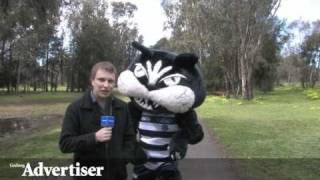 Half Cat scares off magpies [upl. by Bunting]