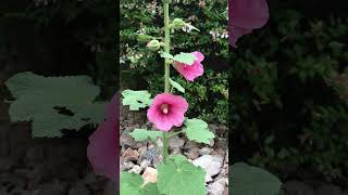 Fleurs du jardin  la Rose Trémière france limousin nature shortsyoutube garden [upl. by Certie465]