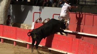 VALLABREGUES18062024Course CamarguaiseAvenir [upl. by Grosz]