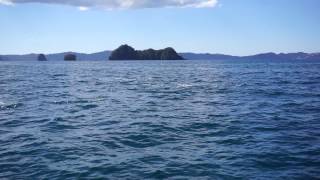 Dolphins jumping  Coromandel NZ [upl. by Hsuk]