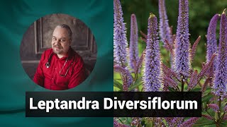 Разбор препарата ЛЕПТАНДРА ДИВЕРСИФЛОРУМ LEPTANDRA DIVERSIFLORUM  Гомеопатия и здоровье [upl. by Kylander347]